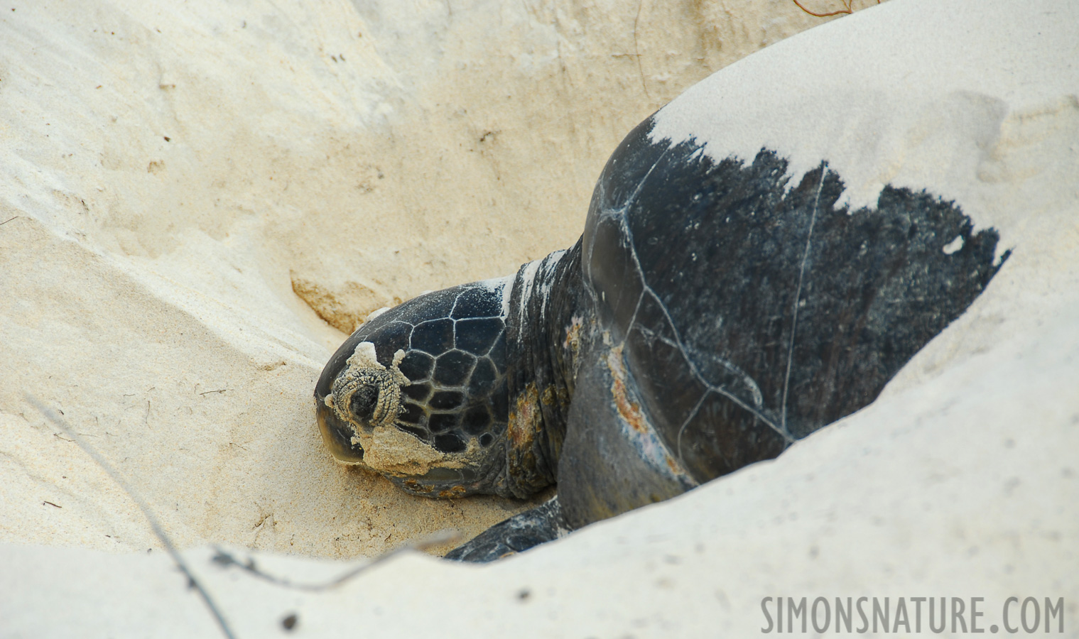 Chelonia mydas [200 mm, 1/250 Sek. bei f / 8.0, ISO 100]